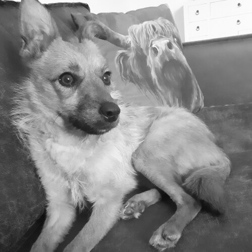 Die Mischlingshündin Kira liegt mit gespitzten Öhrchen auf einem Sofa.